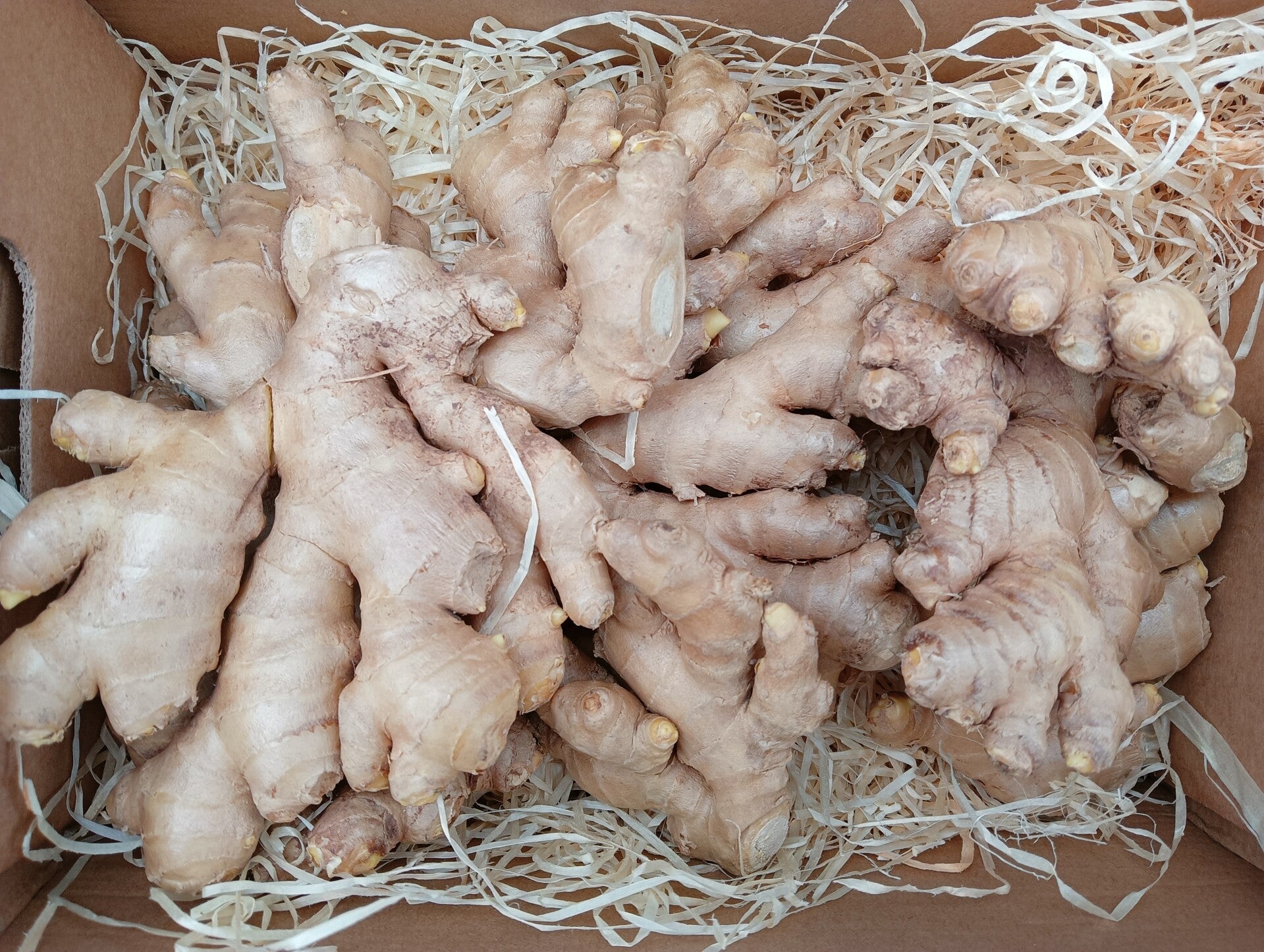 Gingembre biologique du Pérou - BIO Ingwer aus Peru - imbir BIO z Peru