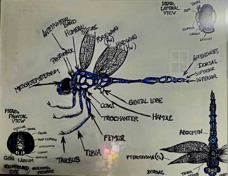 dragonfly-science-standard.jpg