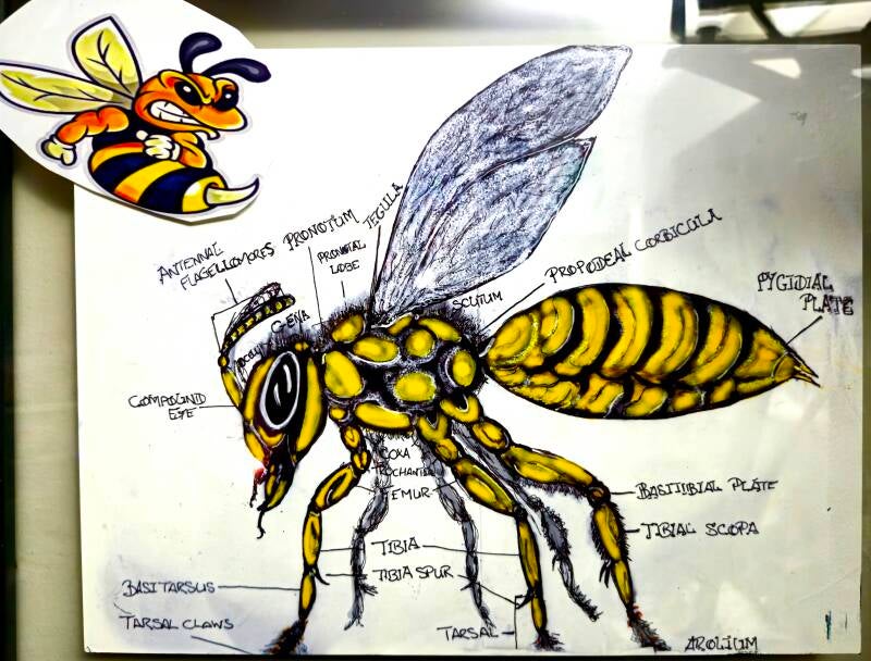 wasp-science-standard.jpg