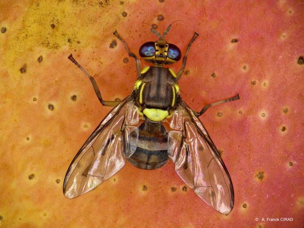 Mouche orientale du fruit sur un fruit