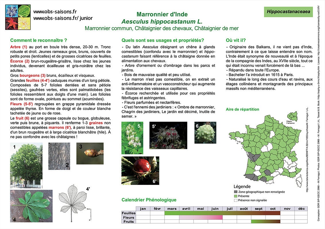 Clé de détermination Observaotire des Saisons