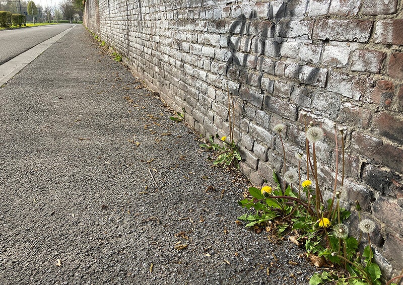Plantes sauvages le long d'une rue