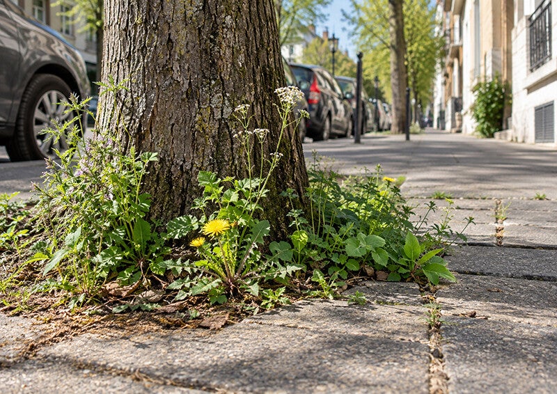 Plantes sauvages au pied d'un arbre en ville