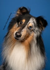 blauwe-web-1-standard-xvs2e4.jpg