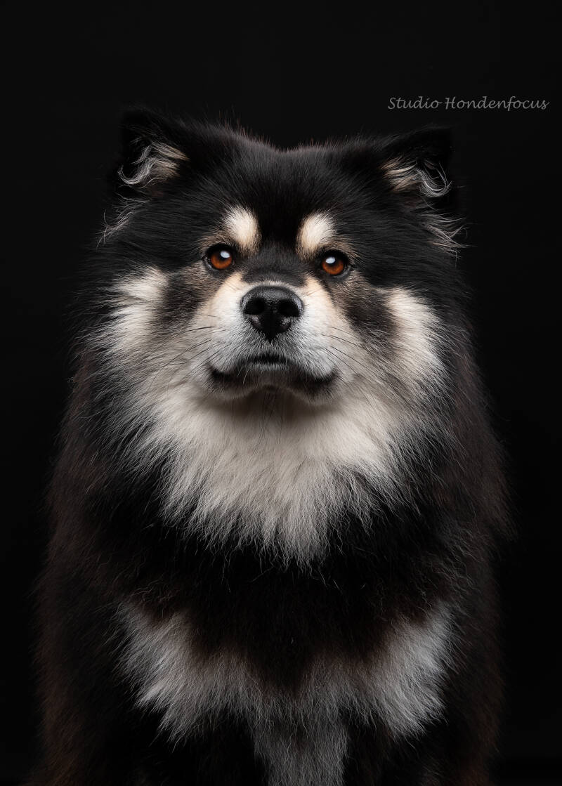 mowgli-1-web-standard.jpg