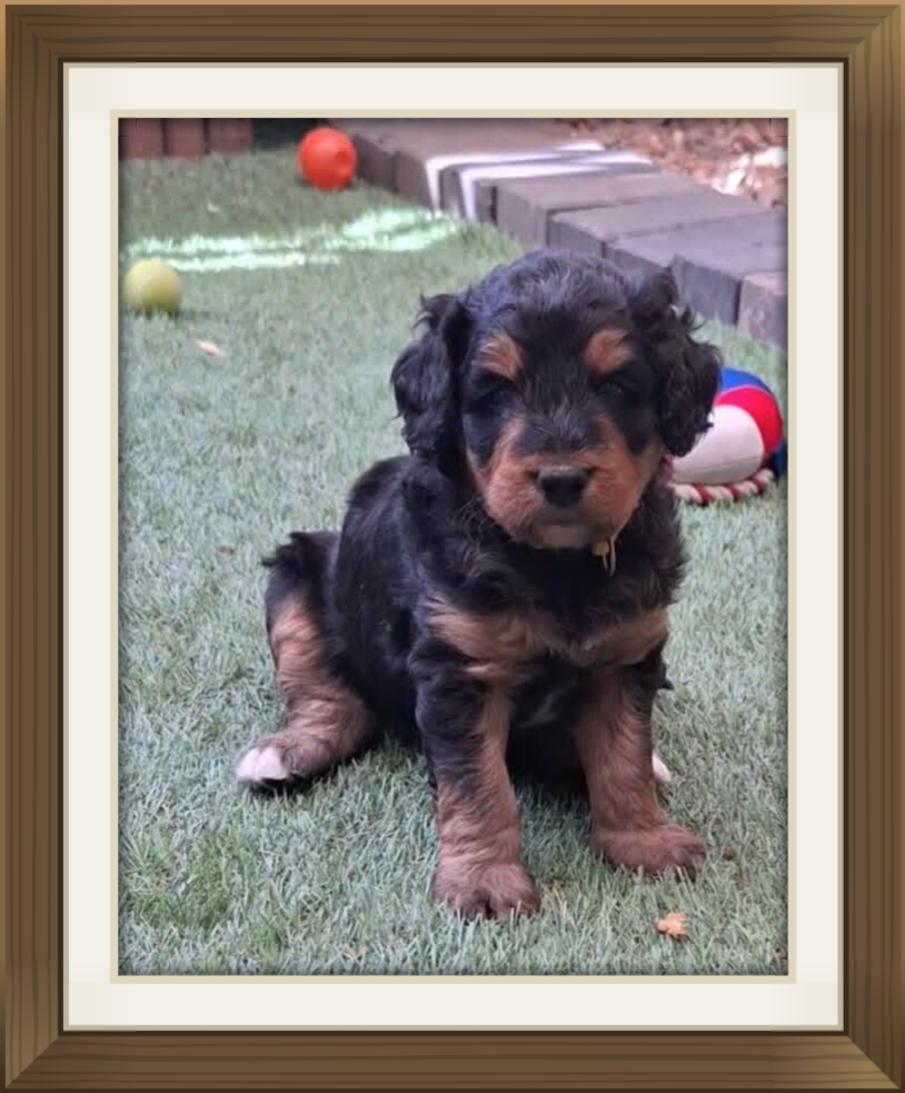 Midi male bernedoodle 