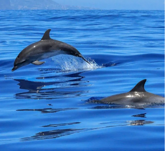 avvistamento delfini - golfo aranci