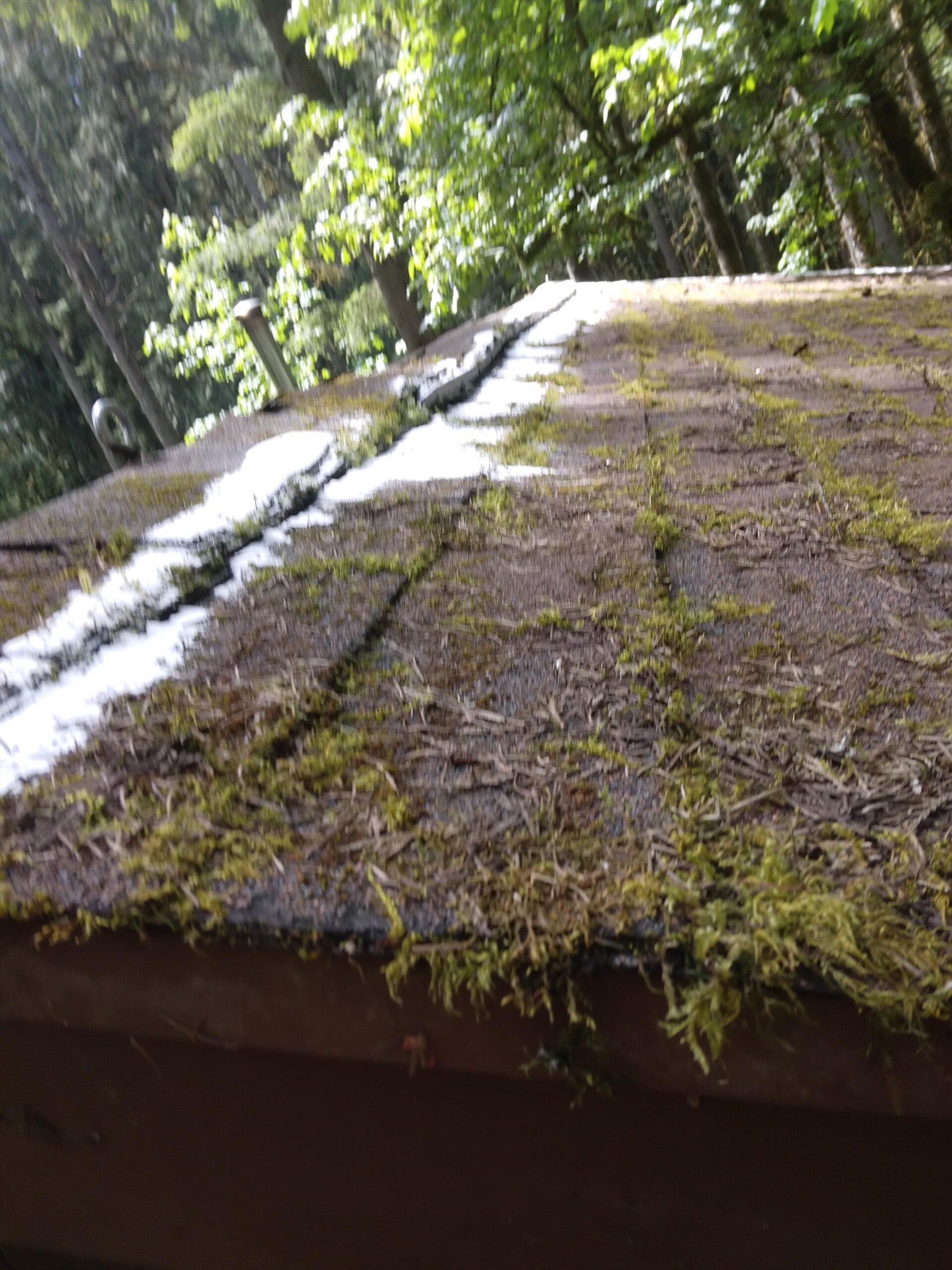 Lq Moss Treatment