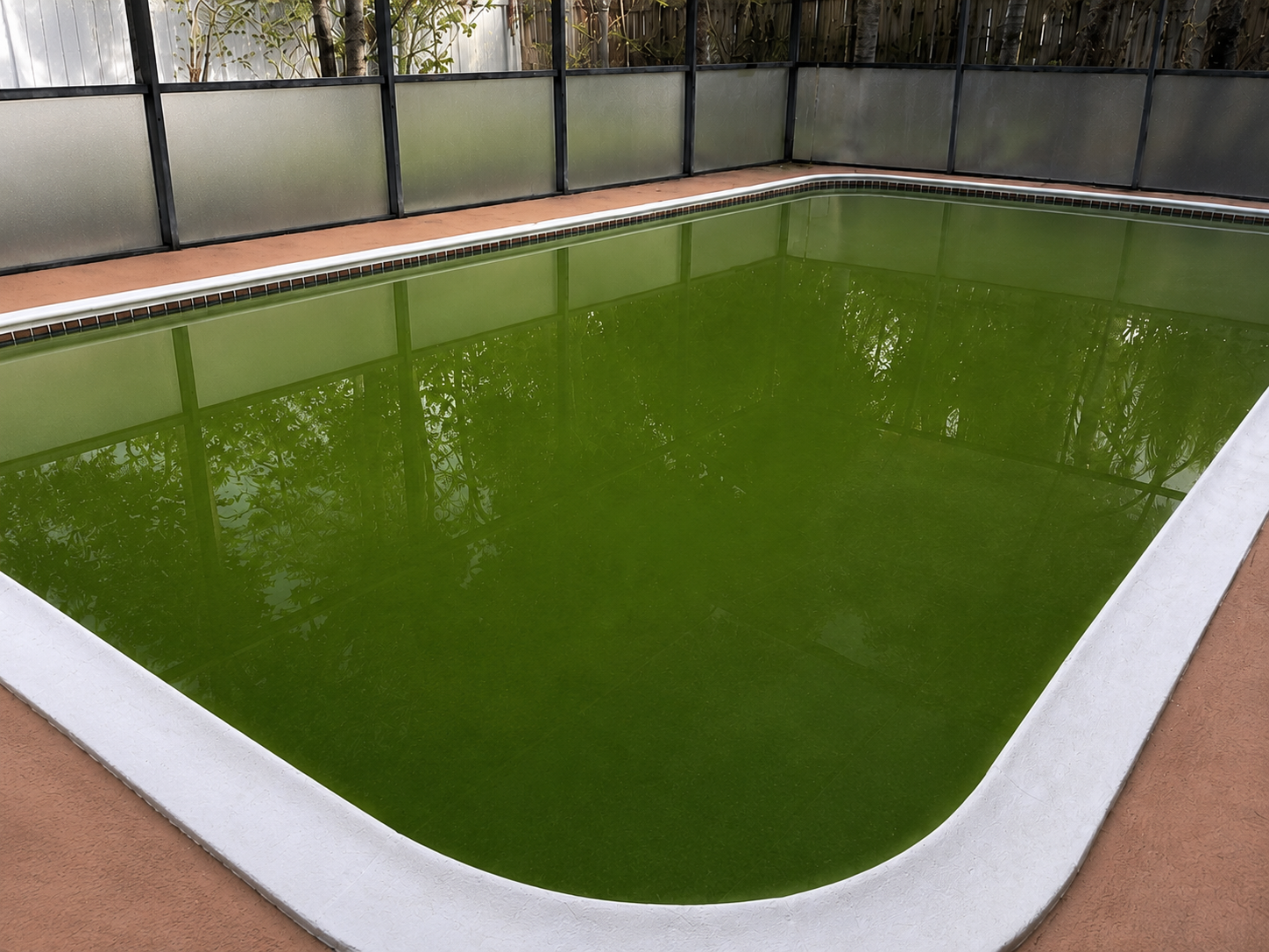 Green Pool Clean-Up | Nolan's Pool Services