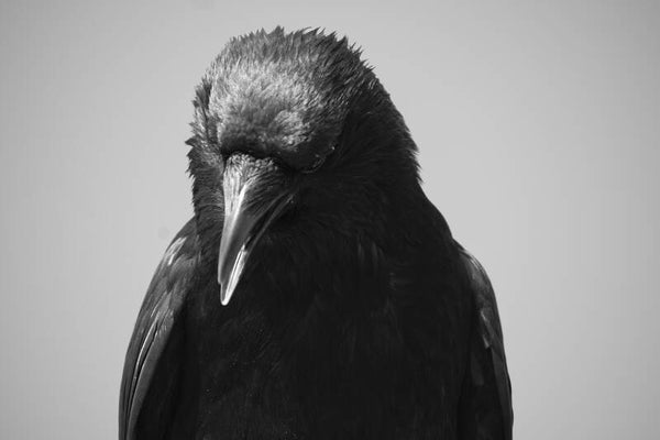 Aluminium print Kraaienburen 3 House of Bird