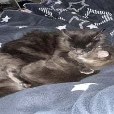 mainecoonkatzegedernhessen17.jpg