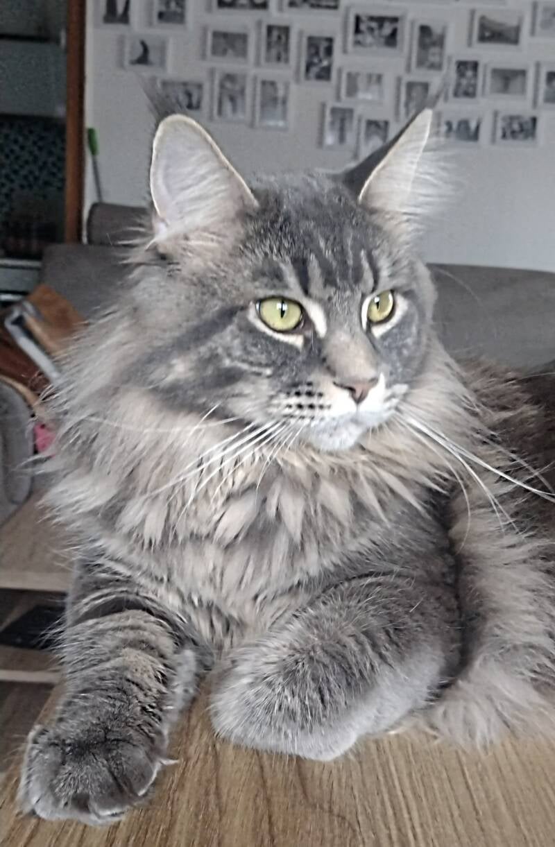 „Bernard Wild Kraft’s Blue Tabby Champion Maine Coon Kater Porträt“
