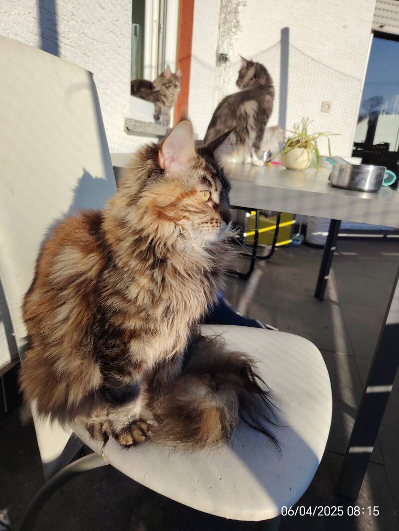 Maine Coon Katze Issi Black Tortie auf Stuhl im Sonnenlicht