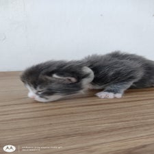 mainecoonkatzegedernhessen20-2.jpg