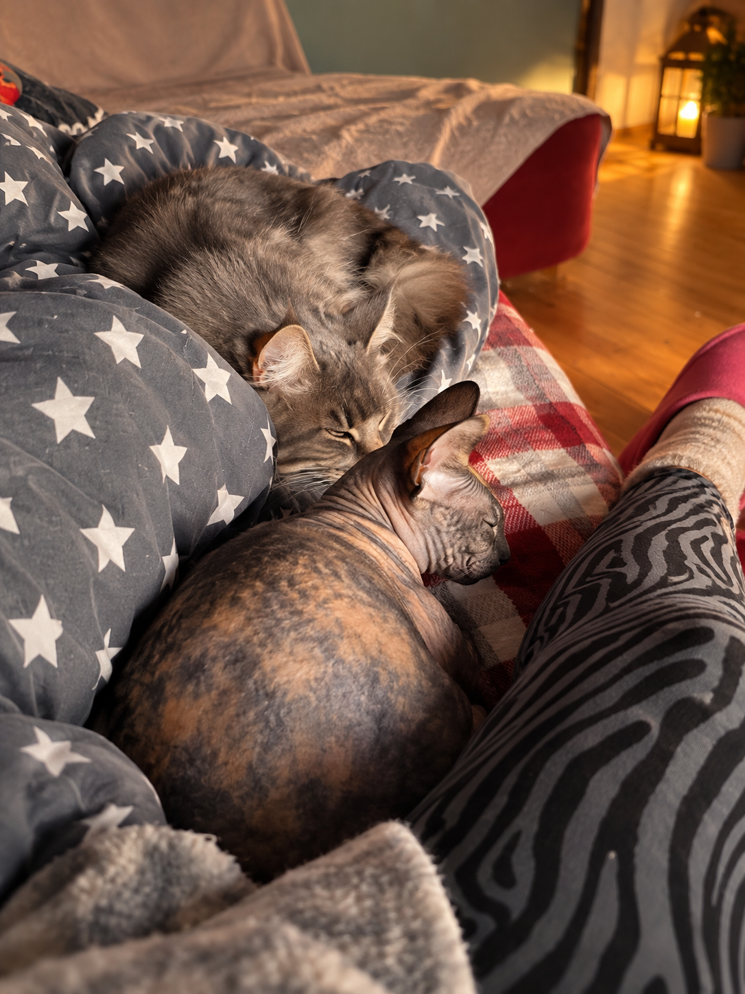 Zwei Katzen liegen entspannt zusammen bei ihrem Menschen – ein Beispiel für Nähe, Bindung und Sozialverhalten bei Katzen.