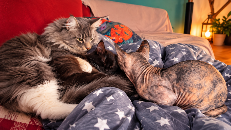Drei Katzen liegen entspannt zusammen bei ihrem Menschen – ein Beispiel für Nähe, Bindung und Sozialverhalten bei Katzen.