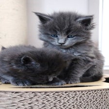 maine-coon-kitten-zucht-wild-krafts-63688-gedern-hessen-1-standard.jpg