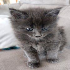 maine-coon-kitten-zucht-wild-krafts-63688-gedern-hessen-3-standard.jpg