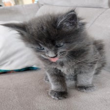 maine-coon-kitten-zucht-wild-krafts-63688-gedern-hessen-4-standard.jpg