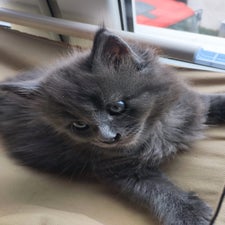 maine-coon-kitten-zucht-wild-krafts-63688-gedern-hessen-6-standard.jpg