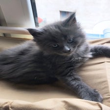maine-coon-kitten-zucht-wild-krafts-63688-gedern-hessen-7-standard.jpg