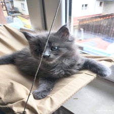 maine-coon-kitten-zucht-wild-krafts-63688-gedern-hessen-8-standard.jpg