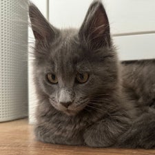 maine-coon-kitten-zucht-wild-krafts-63688-gedern-hessen-9-standard.jpg