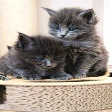 maine-coon-kitten-zucht-wild-krafts-63688-gedern-hessen-standard.jpg