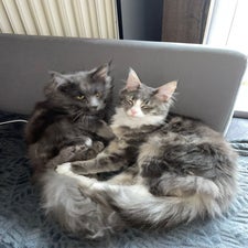 mainecoonkatzegedernhessen19.jpg