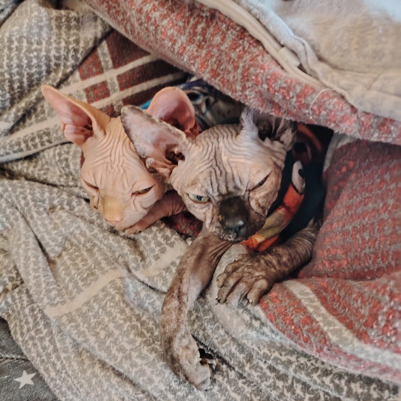 sphynx-canadian-katzenzucht-63688-gedern-hessen1-standard.jpg