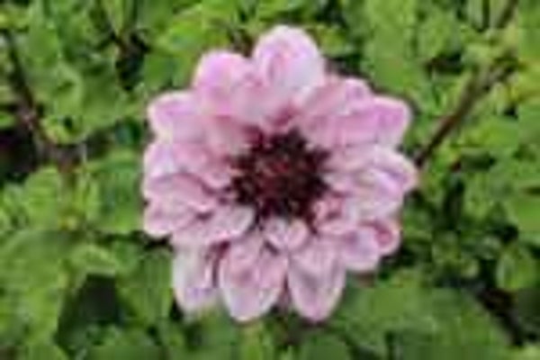 Creme de Cassis