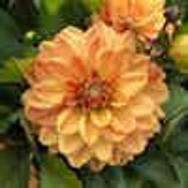 oranje