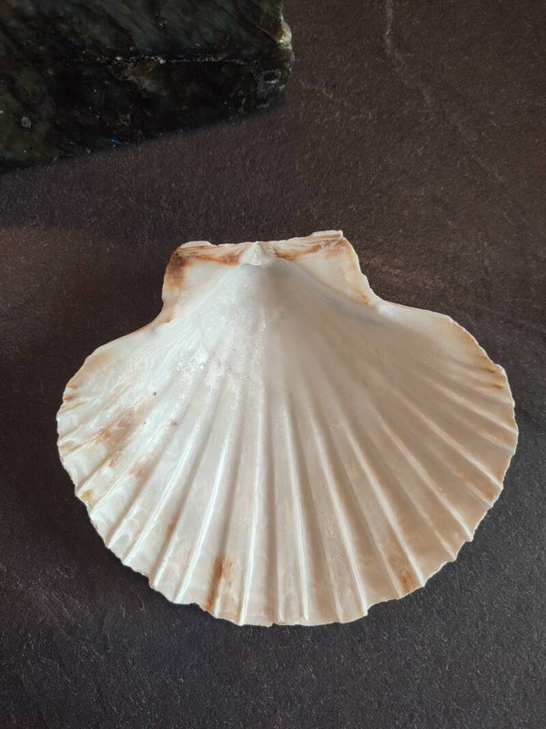 Coquille Saint Jacques
