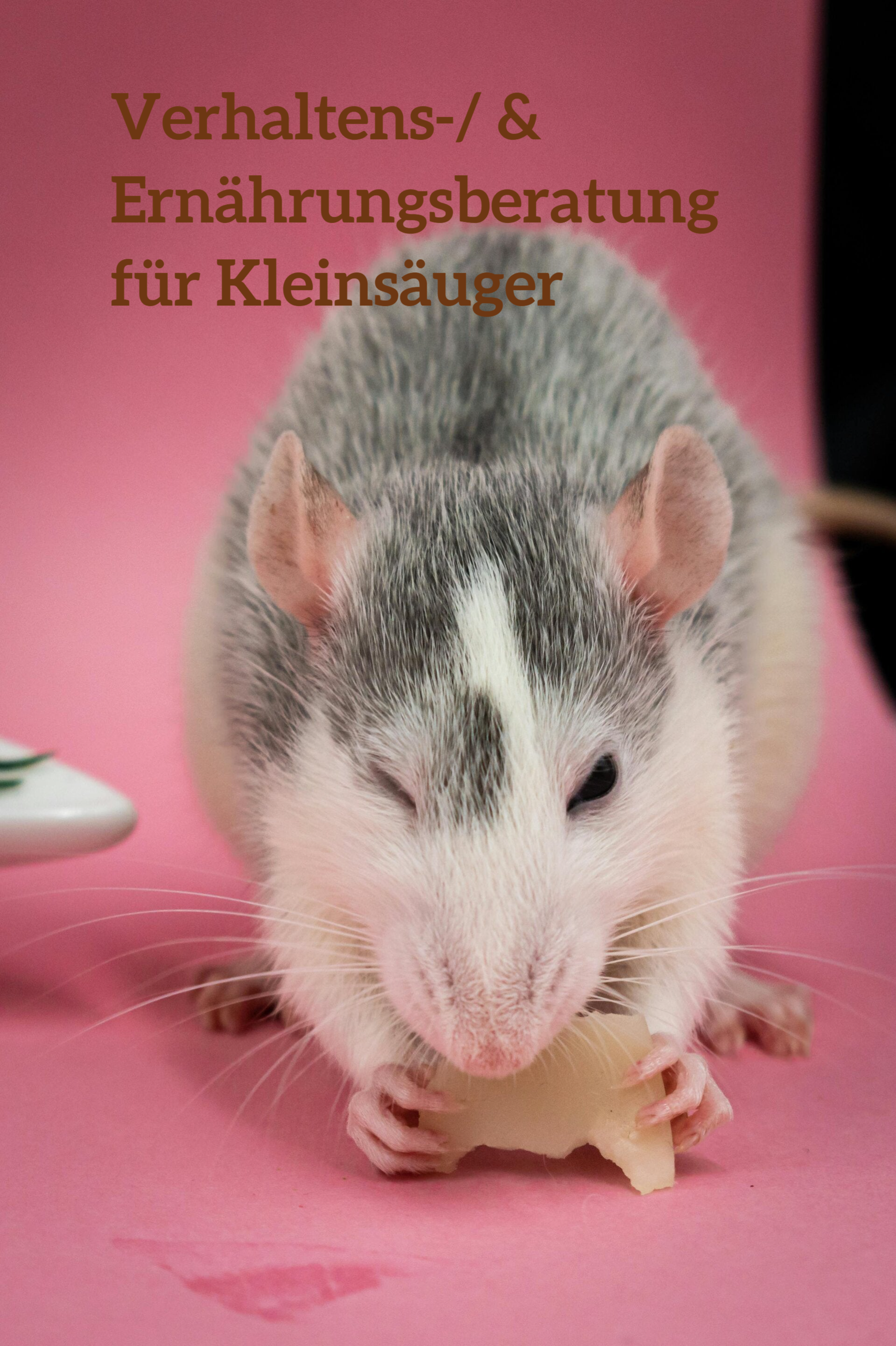 Hamster, Meerschweinchen, Futter, Erkrankung, Gesundheit