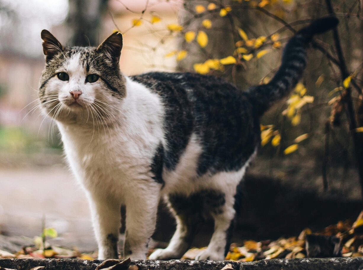 Katzen Stress Umwelt Markieren
