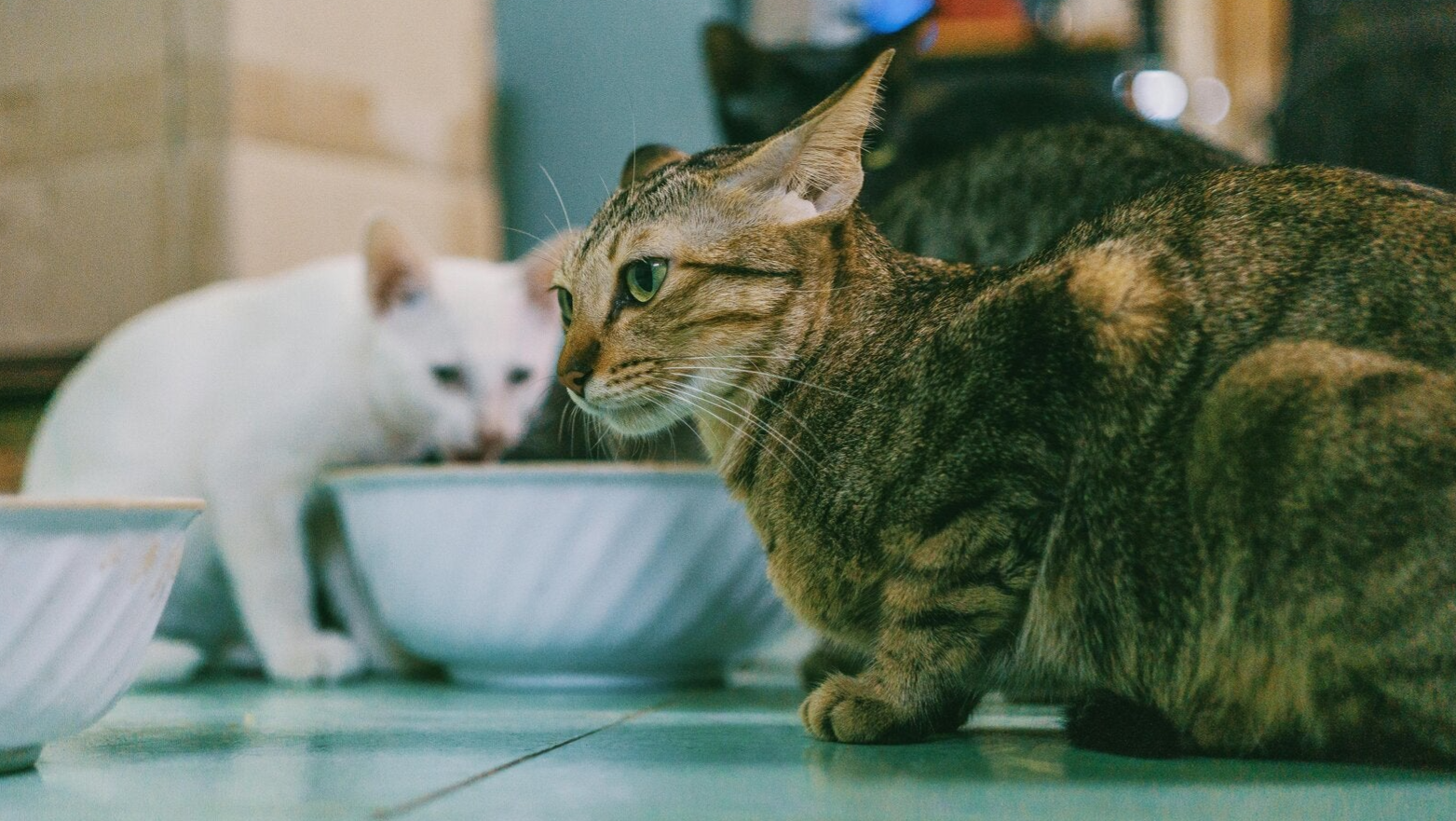 Katze Futter Nassfutter, Magen-Darm-Erkrankung, Durchfall