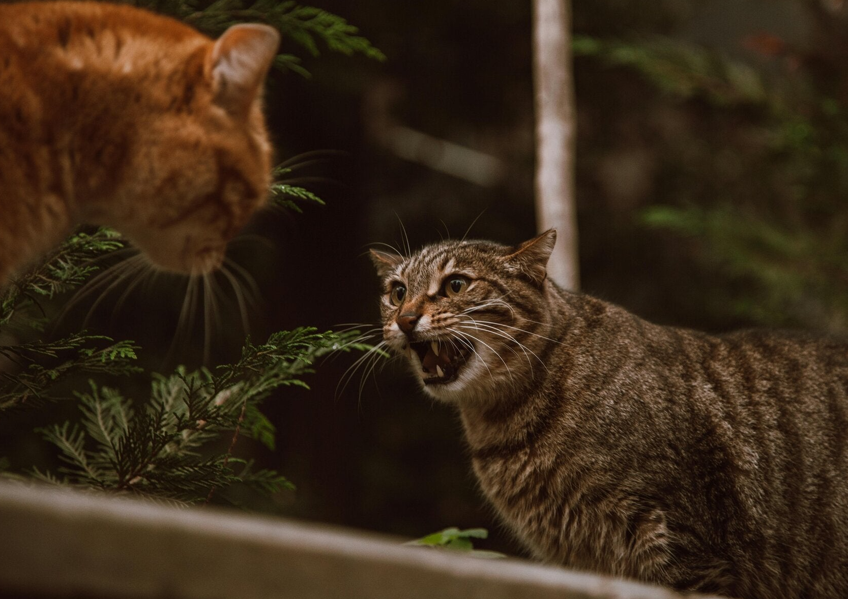2 Katzen Streiten, Aggression