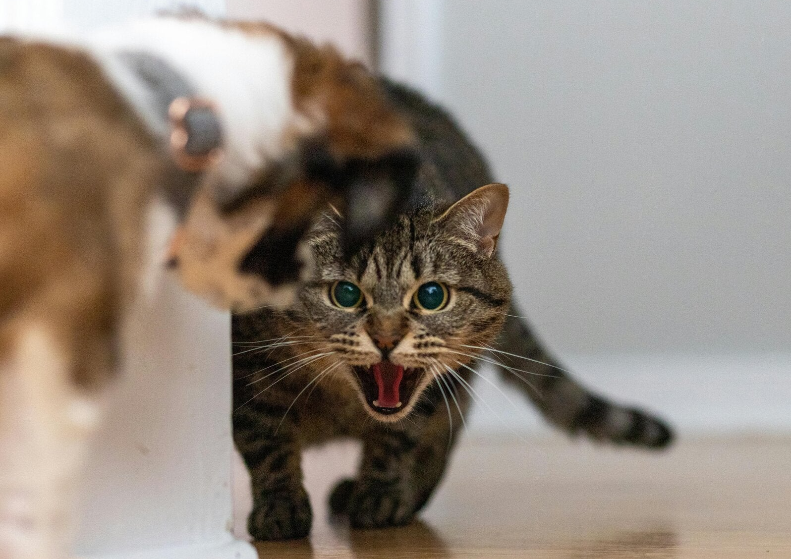 Stress Katzen, Verhalten, Unsauberkeit