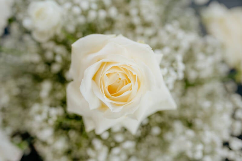 Witte roos en gipskruid. Bloemdecoratie en styling bruiloft.
