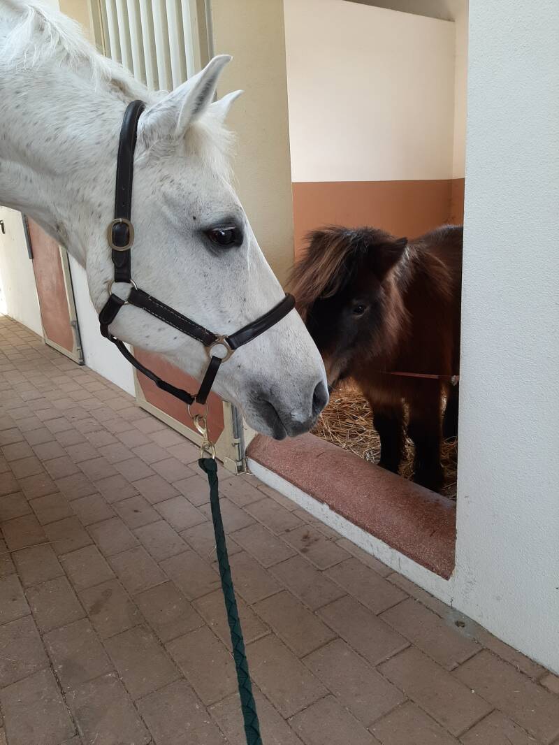 Marpione e Marah