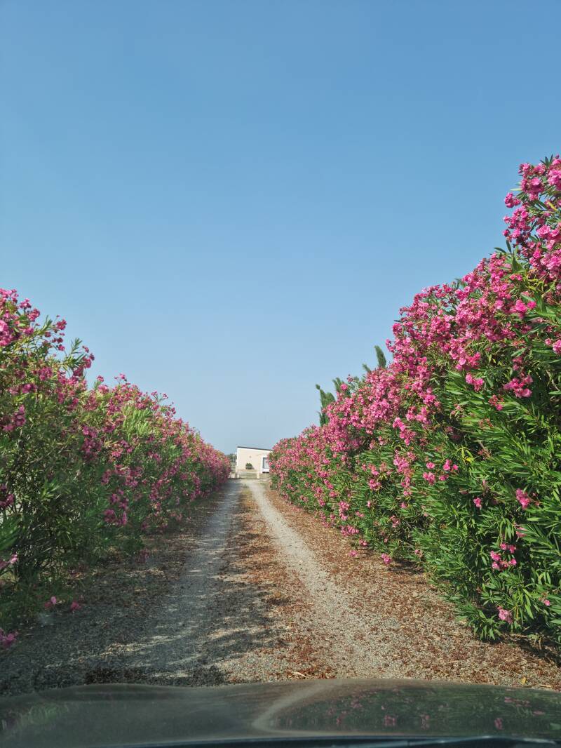 viale di ingresso