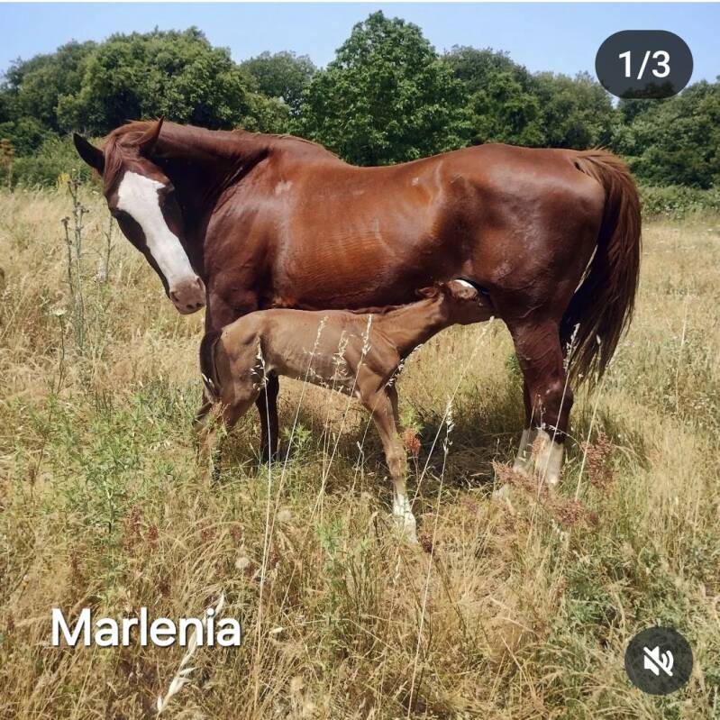 Briseide Star e Marlenia