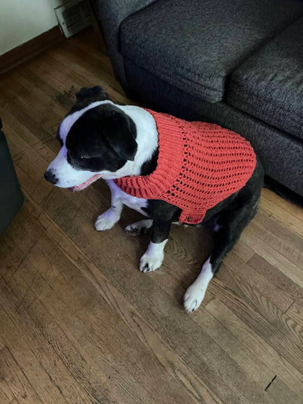XL Dog sweater