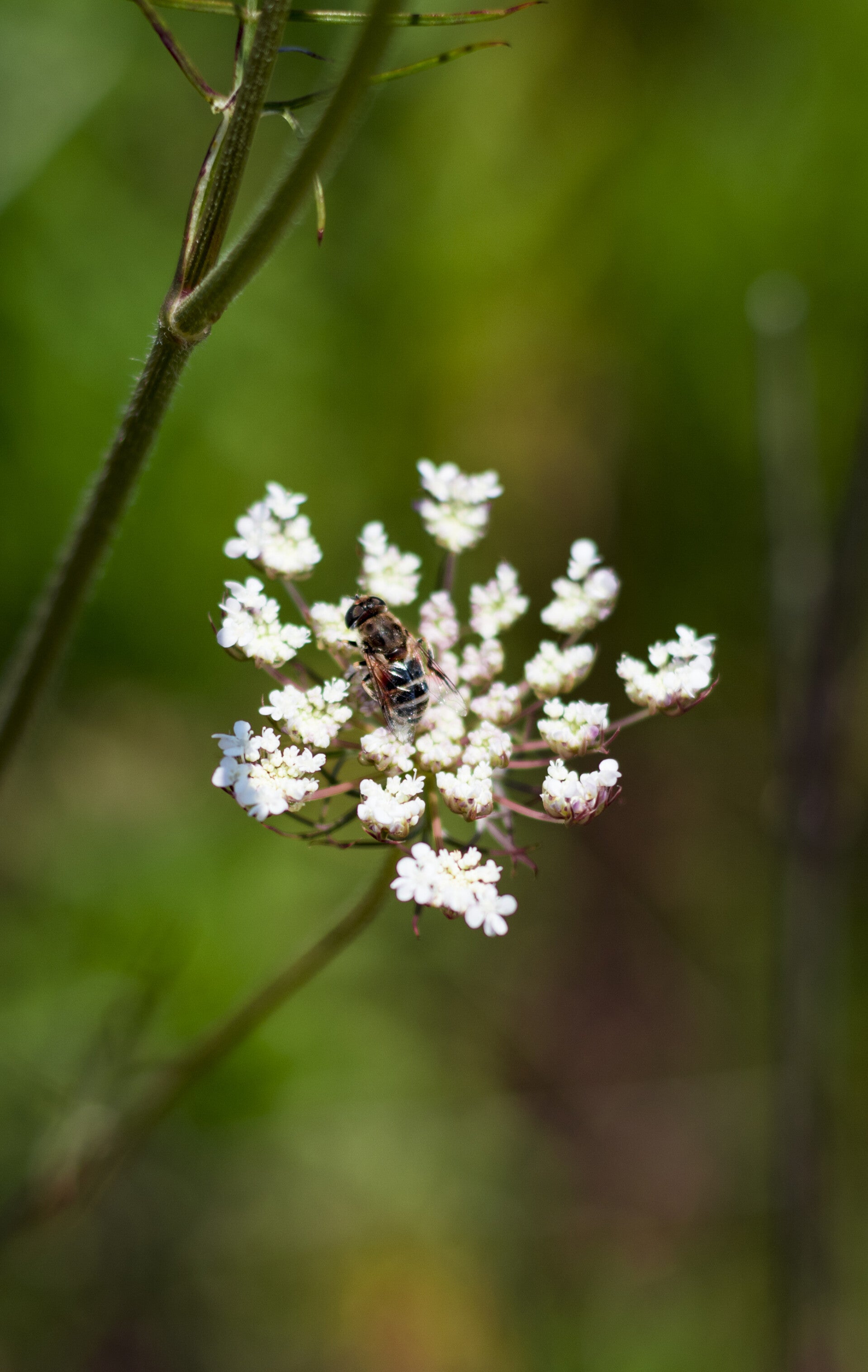 bee sitting on a flower