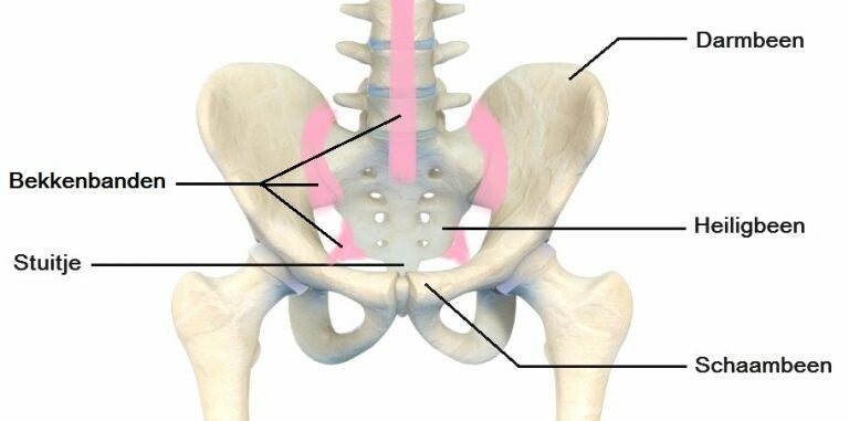 Bekken Informatie / Artikelen | Bekken Blog