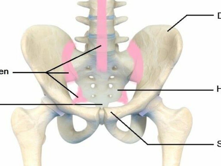Symfyse Het Bekken: Functie, Anatomie en Belang voor je Gezondheid / Bekken ...