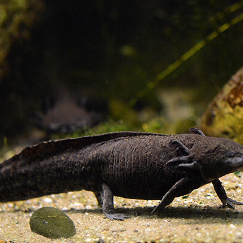 Axolotl
