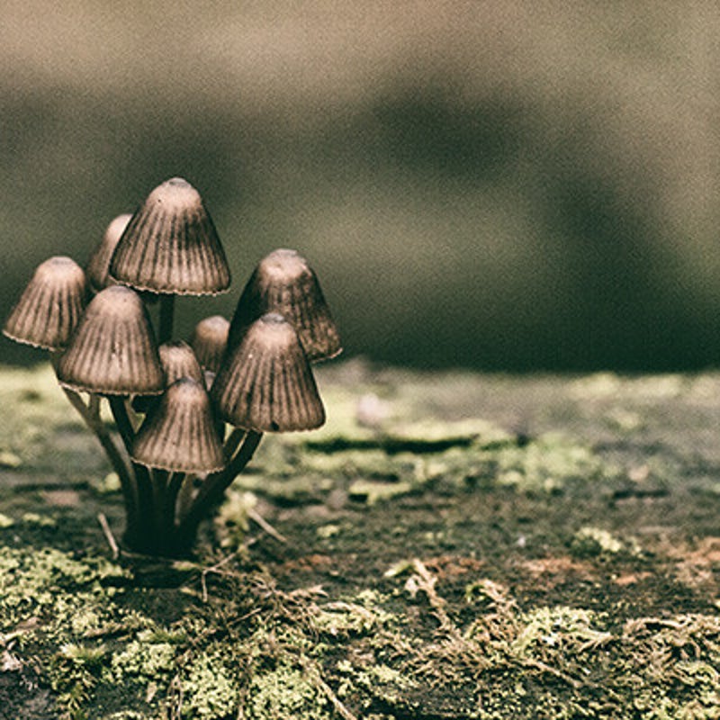 Mycena