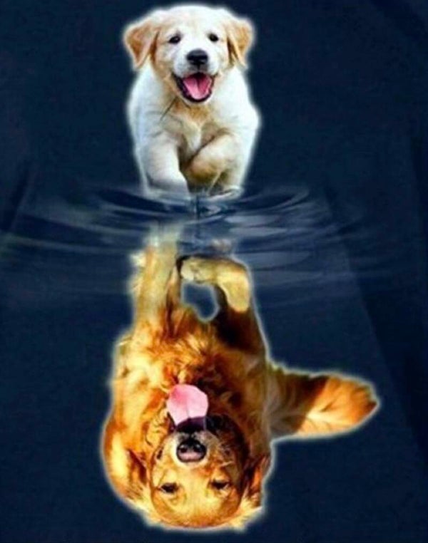 Puppy - Dog Rond 40x50