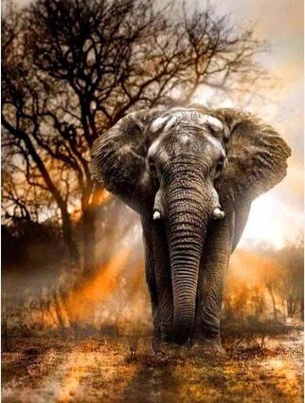 Olifant Rond 40x50